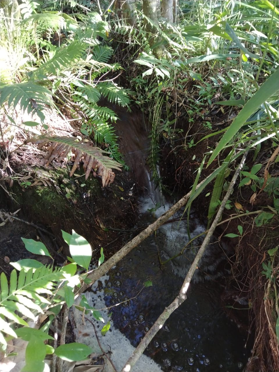 Sítio Exclusivo em Cunha - Natureza, Tranquilidade e Beleza na Serra