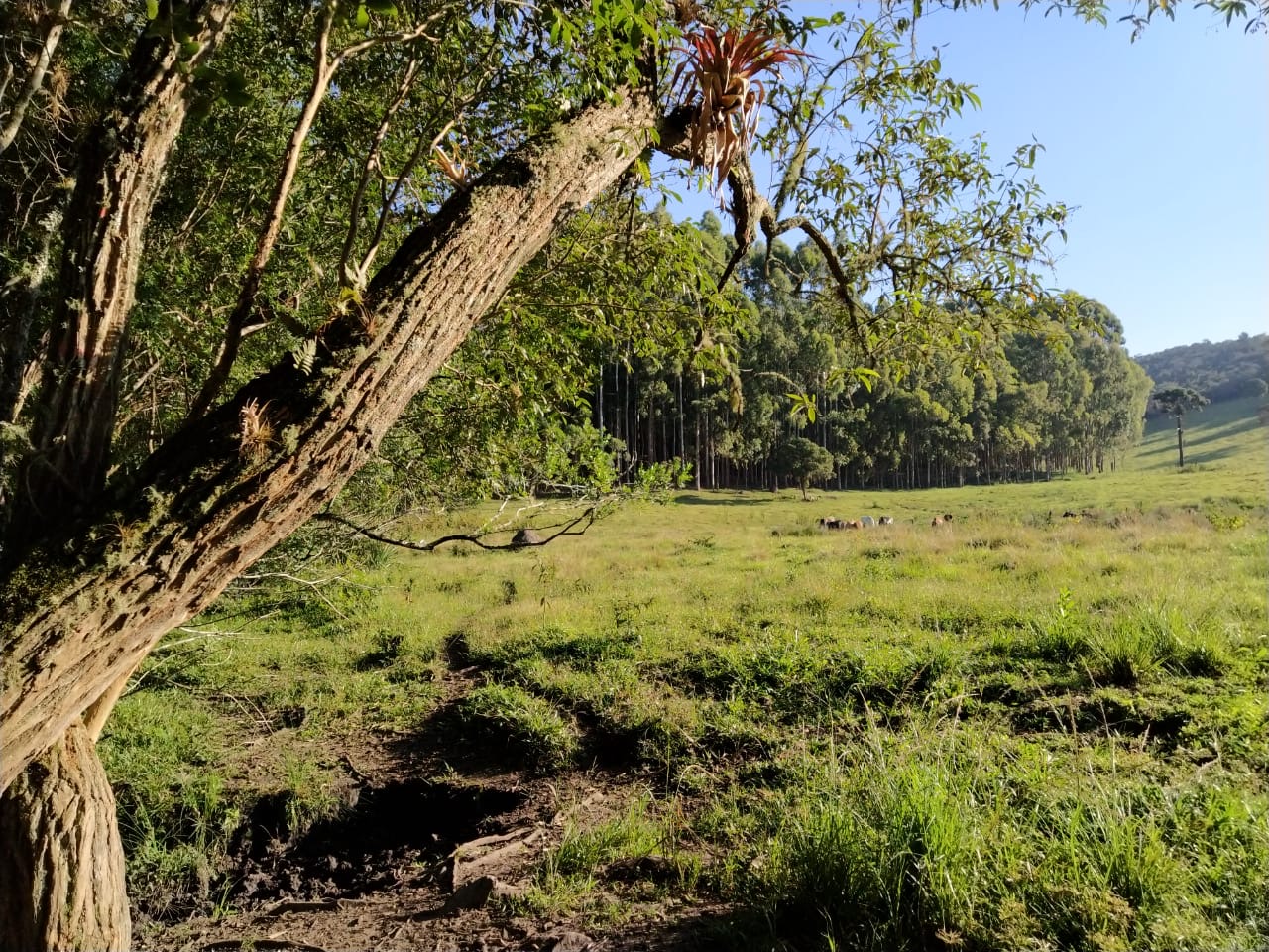 Sítio Exclusivo em Cunha - Natureza, Tranquilidade e Beleza na Serra