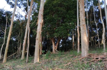 Sítio Exclusivo em Cunha - Natureza, Tranquilidade e Beleza na Serra