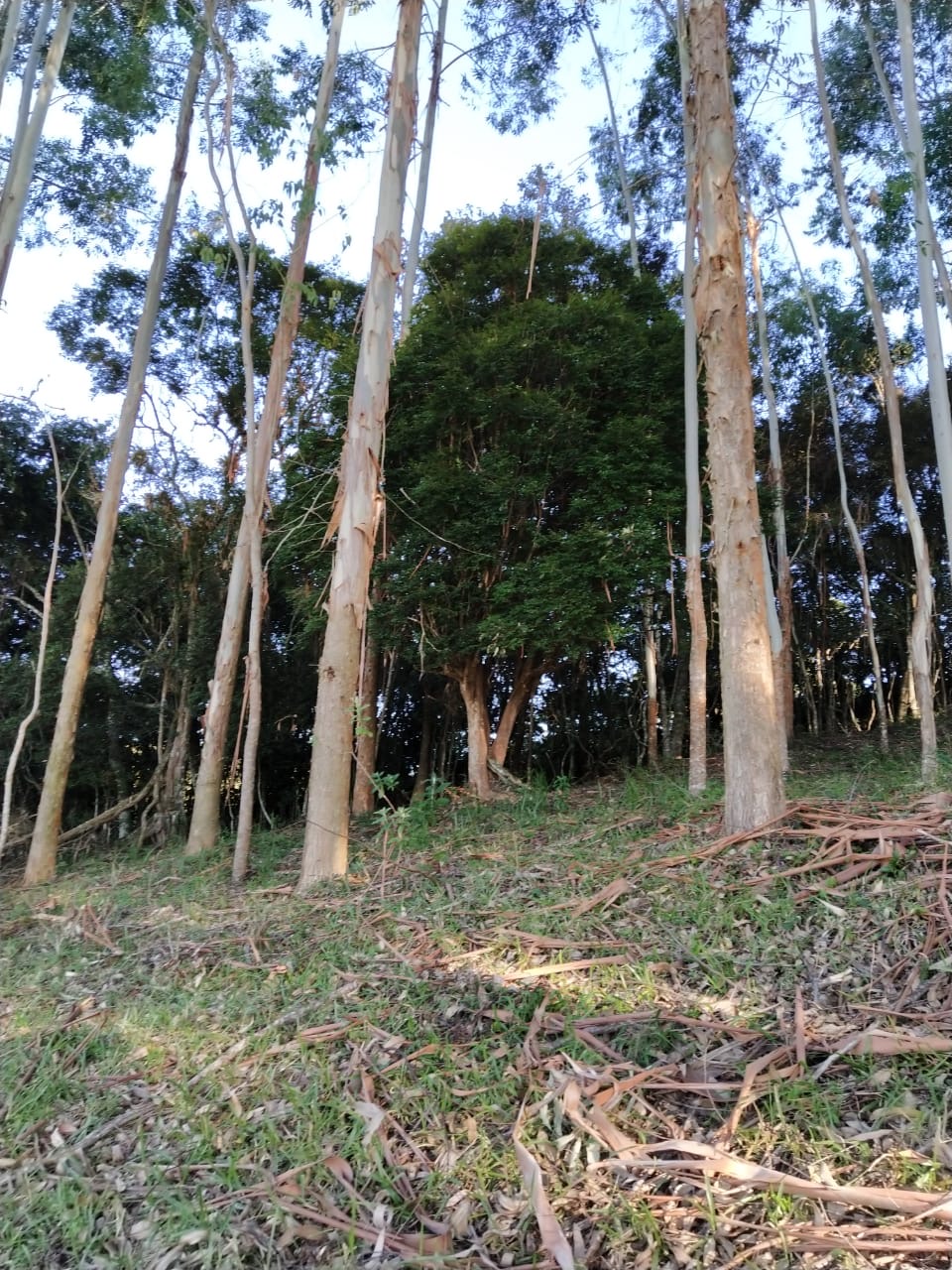 Sítio Exclusivo em Cunha - Natureza, Tranquilidade e Beleza na Serra