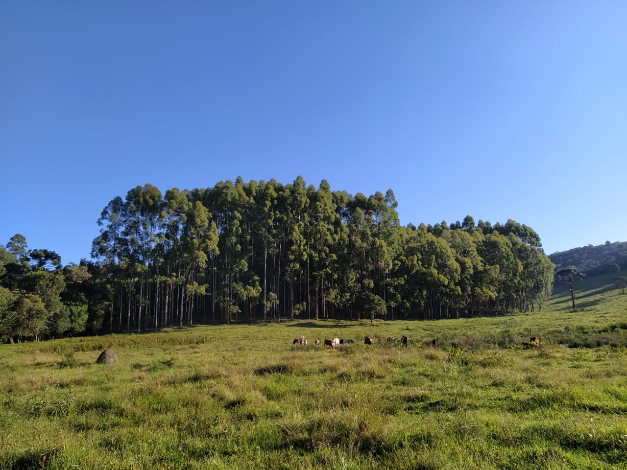 Sítio Exclusivo em Cunha - Natureza, Tranquilidade e Beleza na Serra