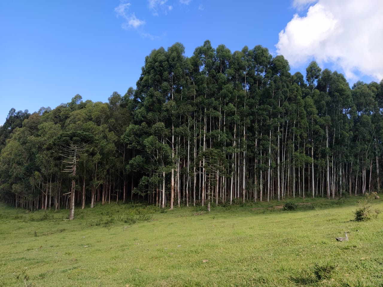 Sítio Exclusivo em Cunha - Natureza, Tranquilidade e Beleza na Serra