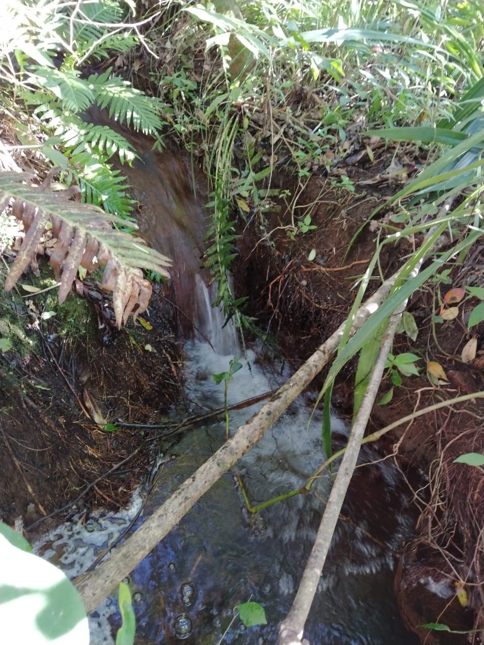 Sítio Exclusivo em Cunha - Natureza, Tranquilidade e Beleza na Serra