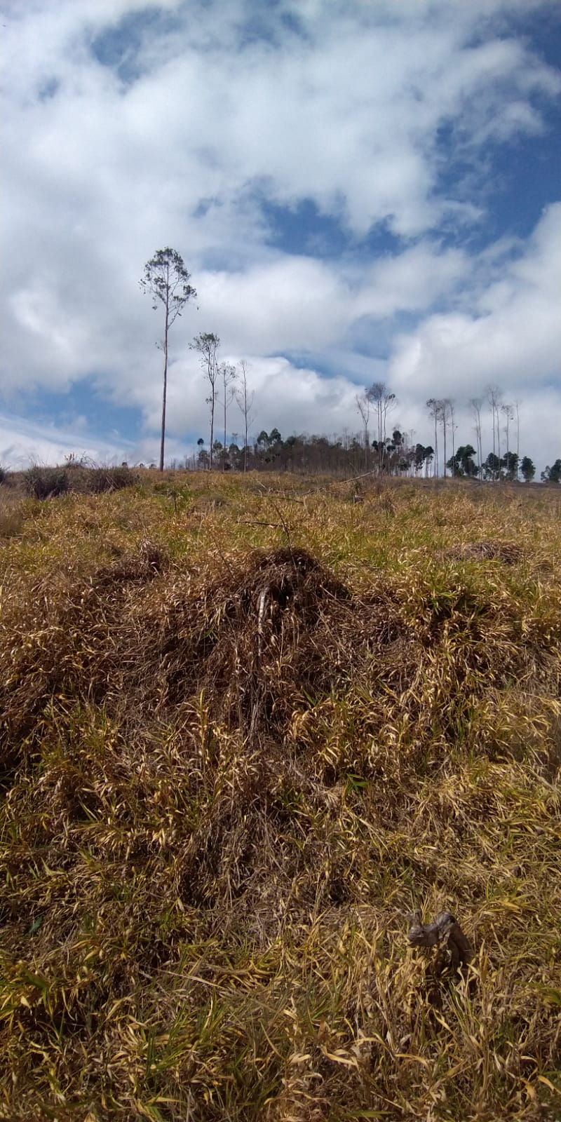 Sítio à Venda no Borba - Pindamonhangaba